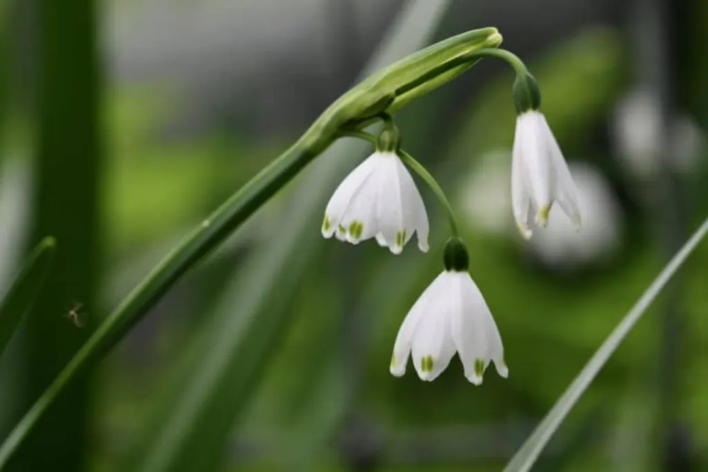 marque blanche